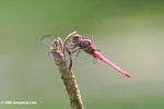 Rasberry dragonfly