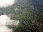 Potential coca plantation in the Amazon rainforest