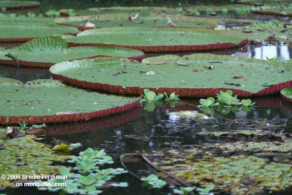 Wasserlilie der Königin Victoria im Amazonas