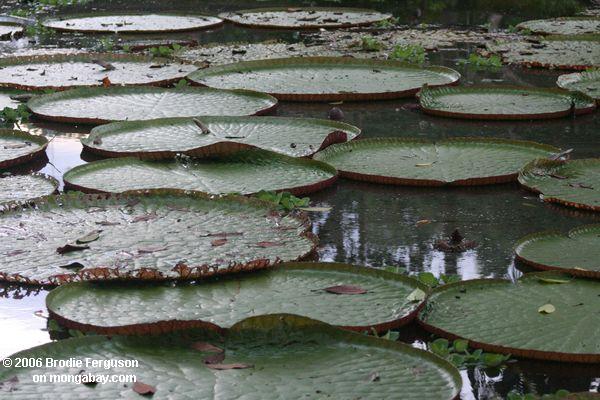 Amazonas Wasserlilien in Leticia