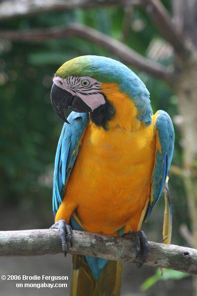 Blau-und-gelbes Macaw