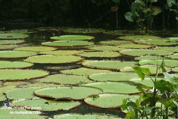 Amazonas Wasserlilien
