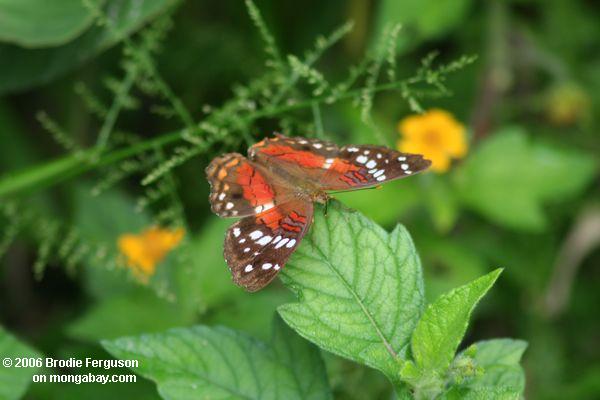 Bunter Schmetterling, der auf eine gelbe Blume Leticia-Amazonas