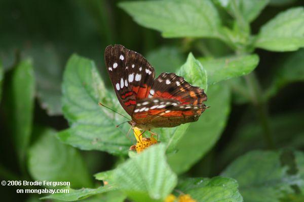 Bunter Schmetterling, der auf eine gelbe Blume Leticia-Amazonas