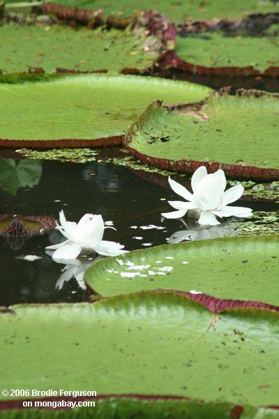 Weiße Blumen des Amazonas wässern Lilie