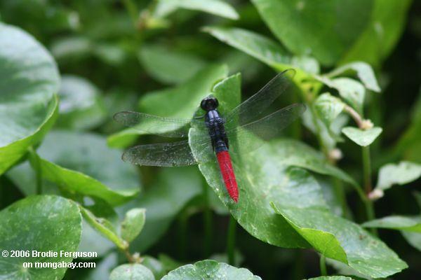 Rote und schwarze Libelle