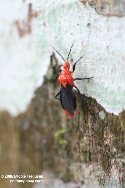 красный и черный насекомых