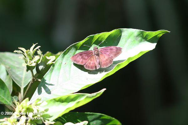 коричневая бабочка