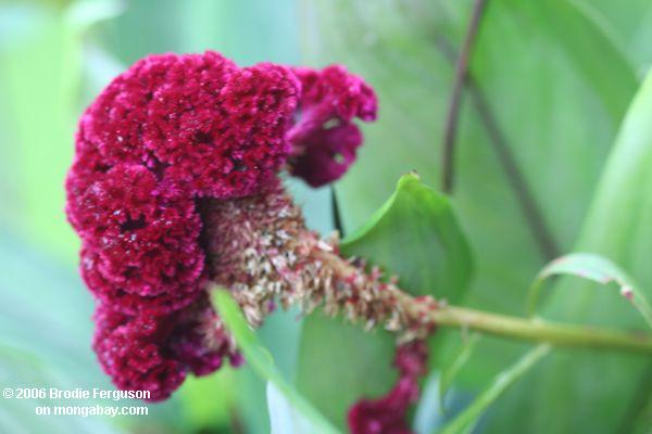 Fuschia-farbige Blume