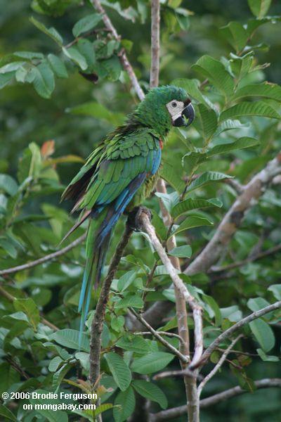Grünes macaw