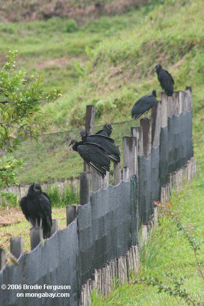 vultures黒い線
