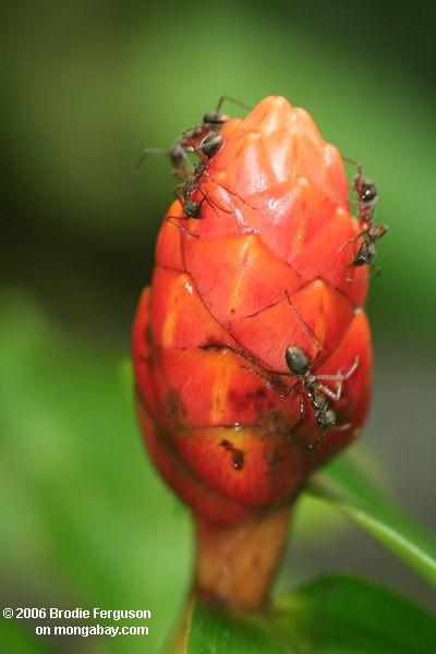 Ameisen auf einer rot-orange Blumeknospe