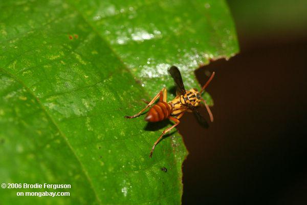 Wespe im Amazonas rainforest