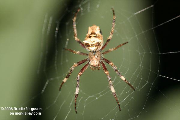 Braune Spinne auf seinem Netz