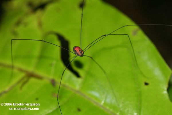 Spinne-wie Harvestman im Amazonas Leticia-Amazonas
