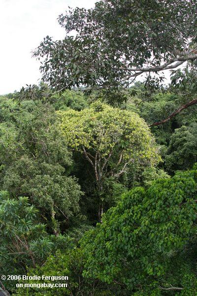 熱帯雨林の林冠