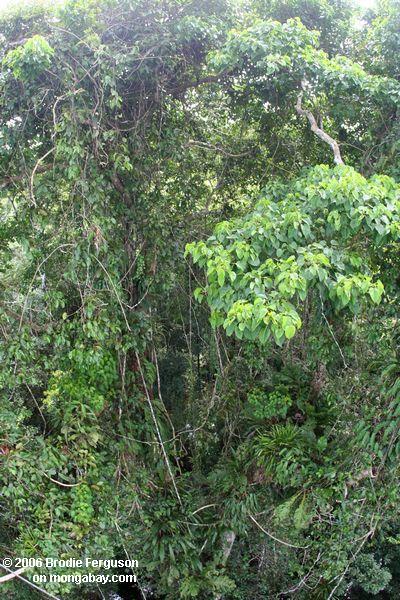 天蓋の植物の熱帯雨林暴動