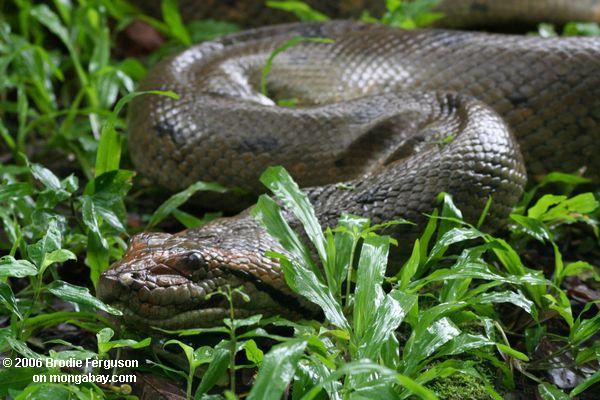 Anaconda im Amazonas