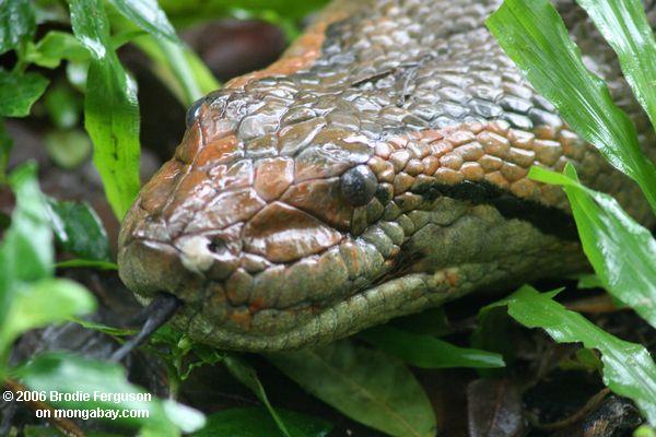 Anaconda im Amazonas