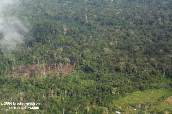 Obenliegende Ansicht von Schrägstrich-und-brennen Landwirtschaft im Amazonas rainforest