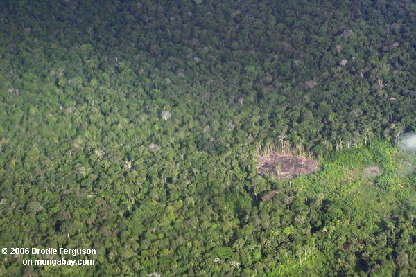 Obenliegende Ansicht der Abholzung im kolumbianischen Amazonas
