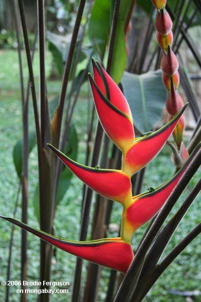 Rotes Heliconia