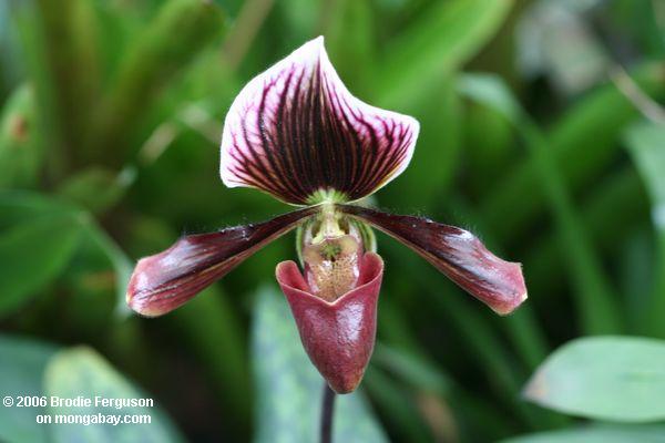 Phaphiopedilum Orchidee