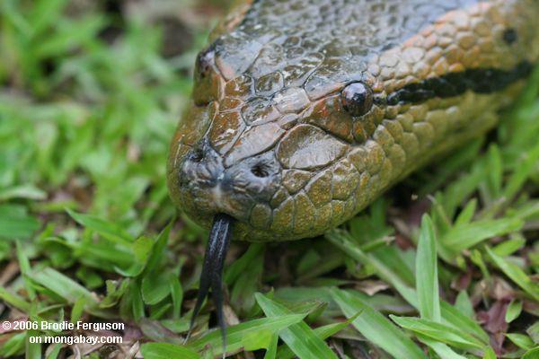 Anaconda mit der Zunge ausgedehnter
