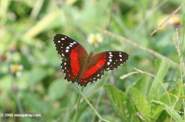 красные, черные, и белые бабочки