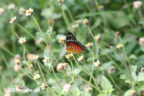 Roter, schwarzer und brauner Schmetterling mit Weiß beschmutzt
