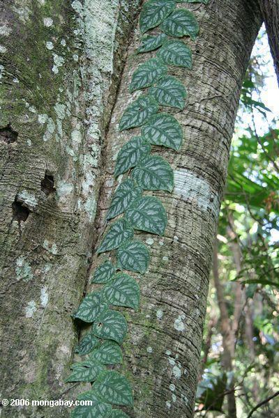 Videira que cresce acima do tronco da árvore do dossel em Parque Tayrona