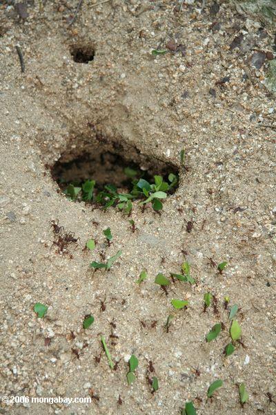 Formigas do cortador da folha que entram em seu ninho