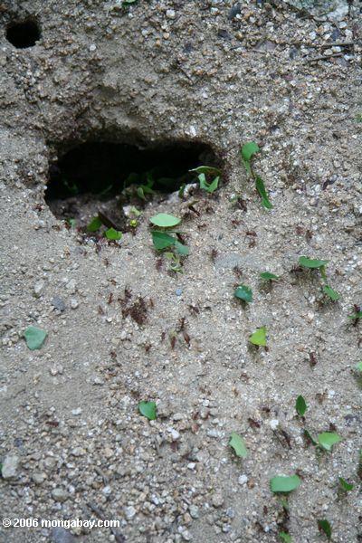 Blattscherblockameisen, die ihr Nest in Parque Tayrona Parque
