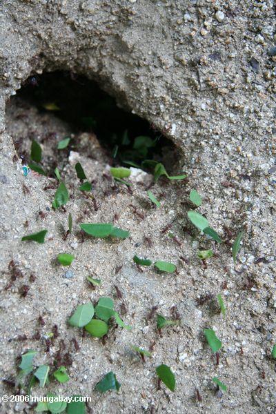 Лист-катер муравьи ввода их гнездо