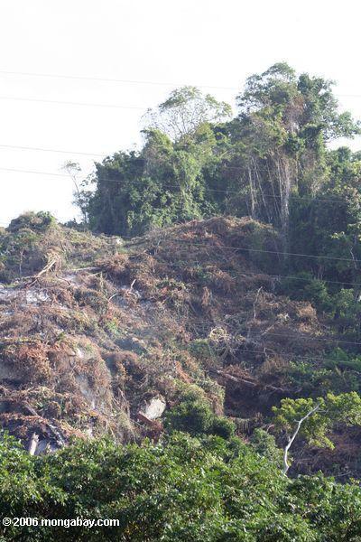 Deforesration äußeres Parque Tayrona in Kolumbien
