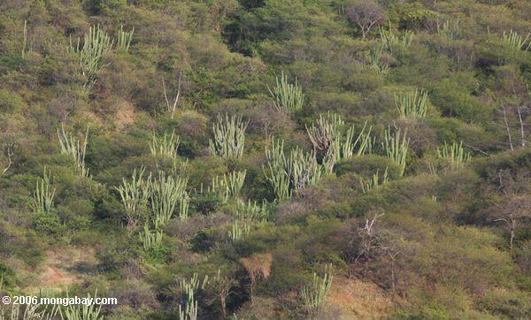 Trockener Wald und Kaktus in Nordkolumbien, nahe Taganga