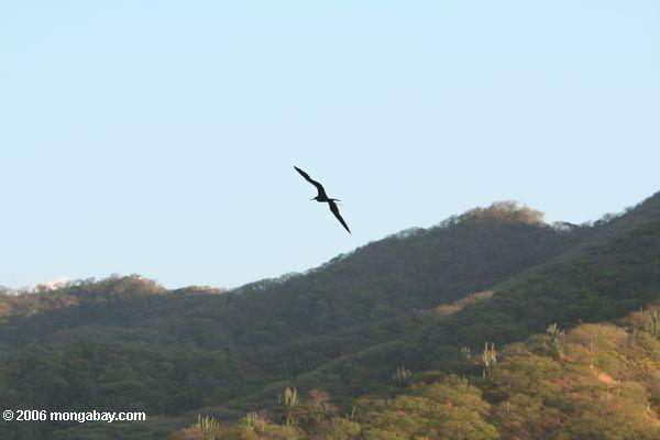 Fregattevogel im Flug über Taganga trockenem Wald