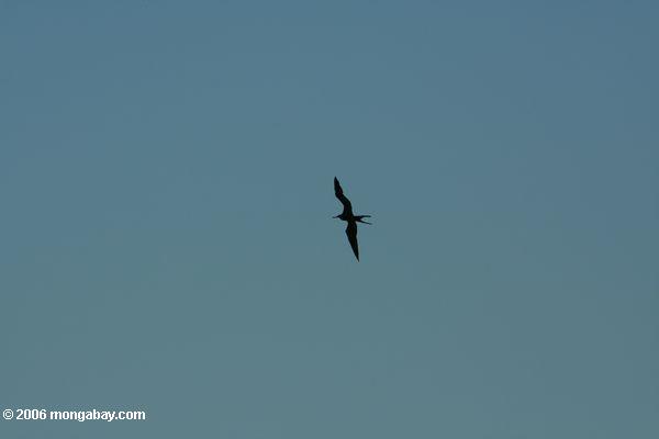 Fregattevogel im Flug