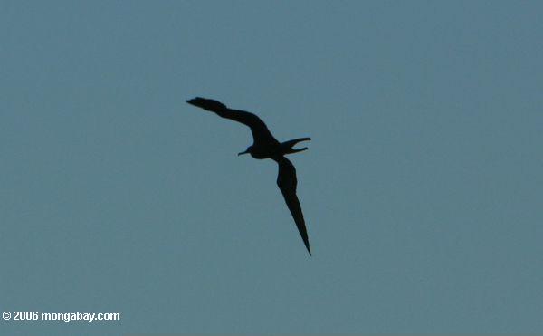 Fregattevogel im Flug über Taganga
