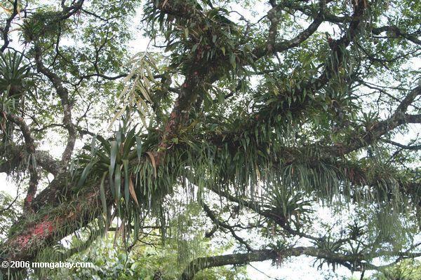 Bromeliads que cobre uma árvore do dossel na floresta Andean do montane