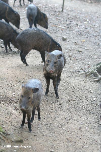 Herde des Peccary-