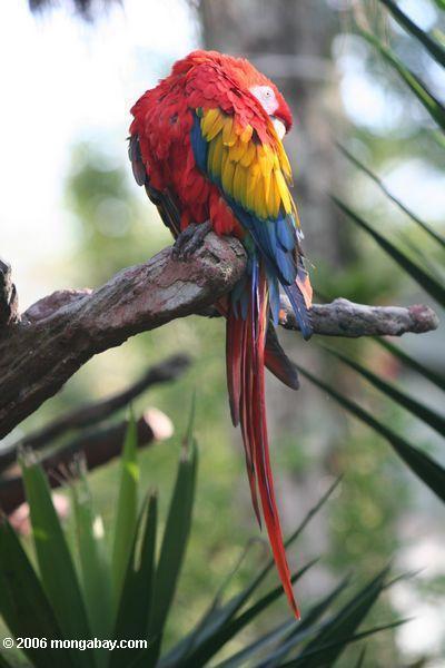 Macaw d'écarlate (Ara Macao)