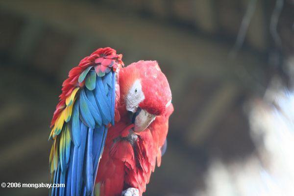 Scarlet macaw (Ara Macao)