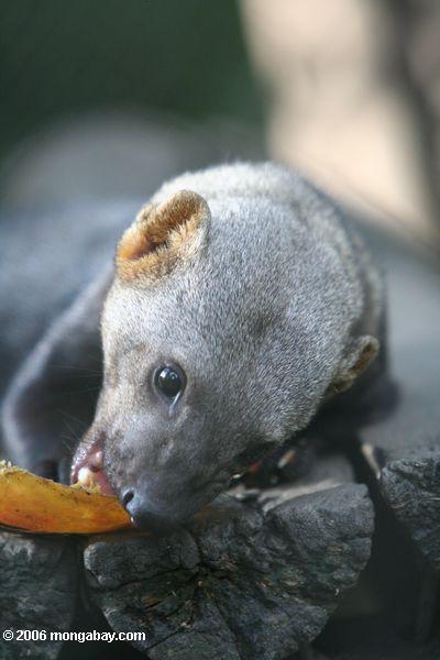 Tayra (Eira Barbara), un actif weasel-comme le mammifère, mangeant du fruit