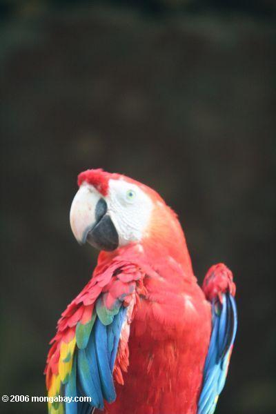 Macaw del escarlata (Ara Macao)