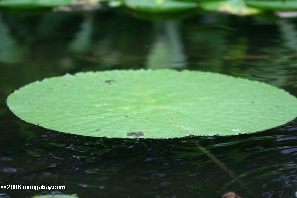Amazonas Wasserlilie