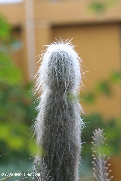 Haariger Kaktus