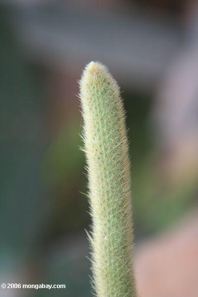 Unbekannter Kaktus
