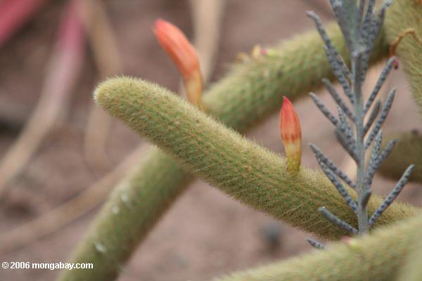 Unbekannter blühender Kaktus