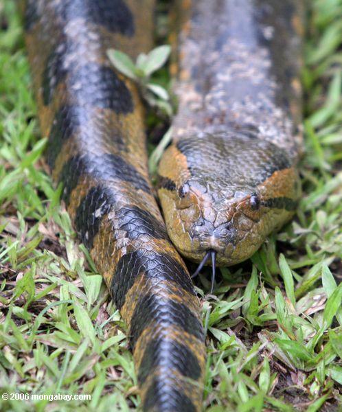 Vom grünen anaconda (Eunectes murinus), die längste Schlange Leticia-Amazonas oben schließen